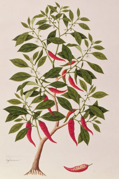 Chilly or Capsicum, Drawings of Plants from Malacca, c.1805-18 by Chinese School